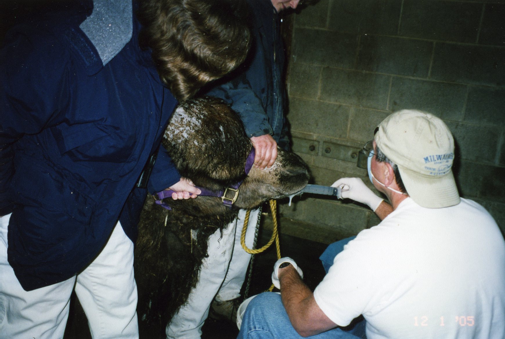 Dr. John Scheels - Exotic Animal Dentistry